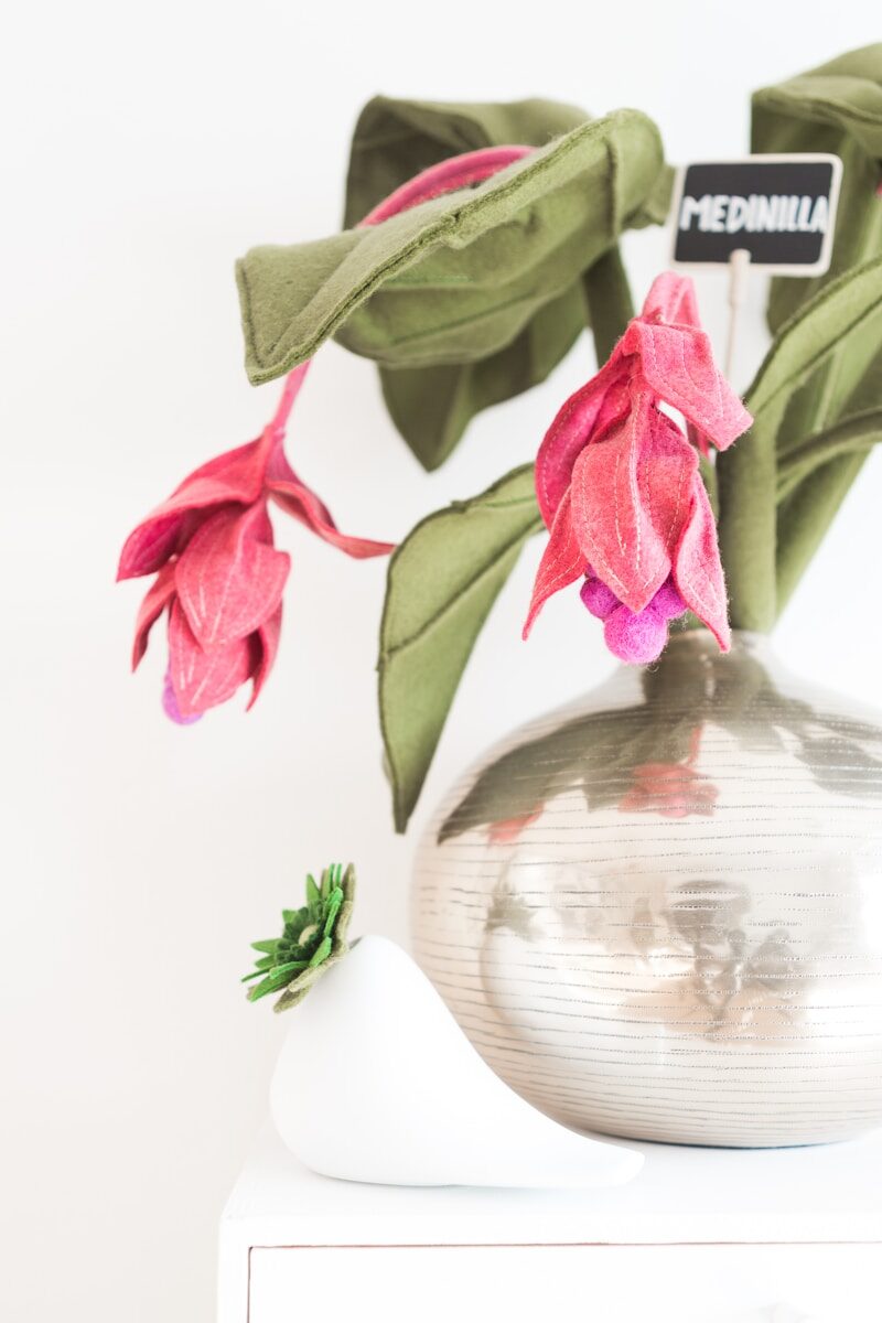pink-petaled flowers